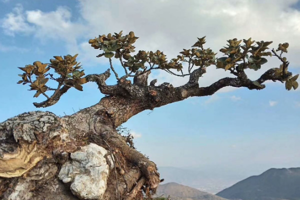 下山樁怎么養活