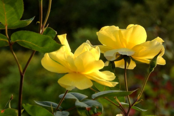 月季花苞到開花要多久