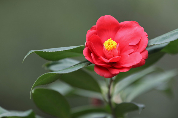 茶花掉葉怎么辦