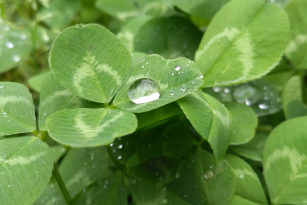 三葉草的養殖方法和注意事項，陰雨天做好防澇措施