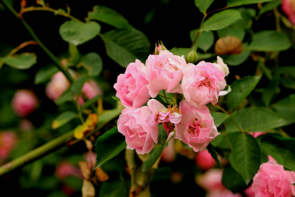 薔薇花怎么種植，播種時間選擇春秋兩季為宜