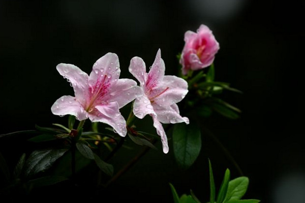 杜鵑花冬天怎么養