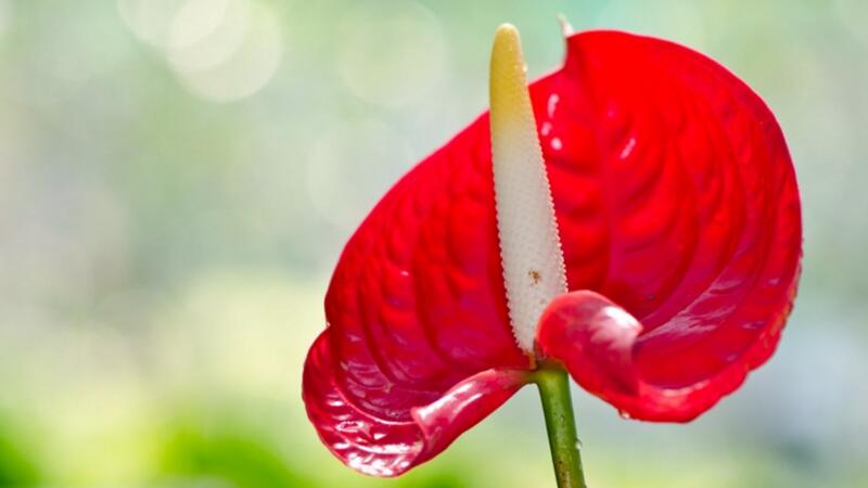 紅掌花怎么養