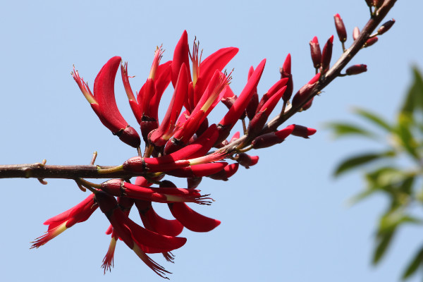 刺桐花什么時候開花，花期時間在12月到次年3月