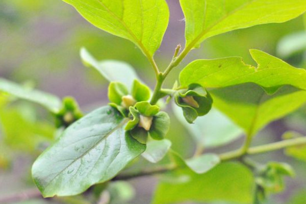 柿子樹開花嗎