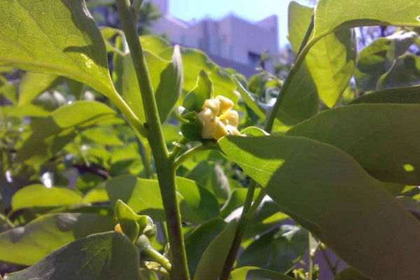 柿子樹開花嗎