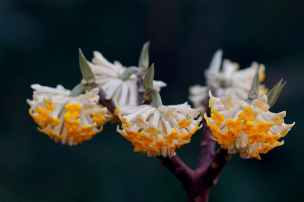 結香花什么時候開花，每年3~4月份開放