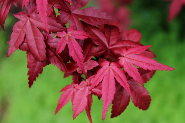 紅楓開花嗎