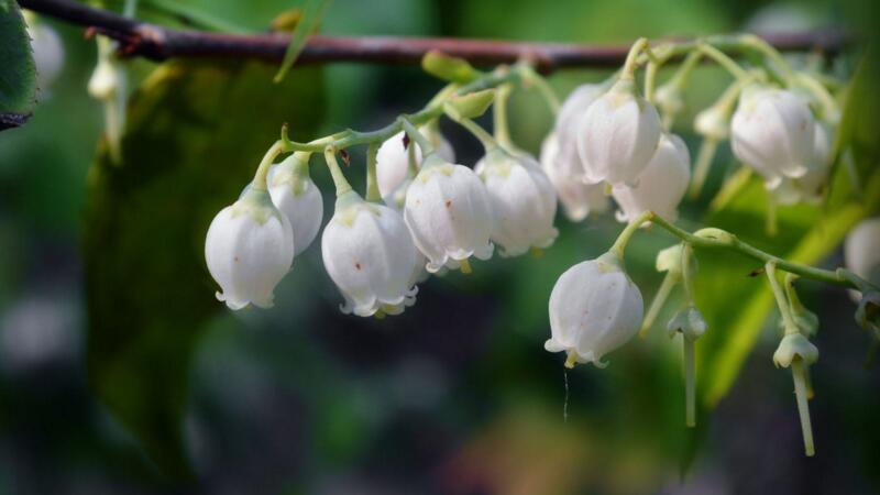 鈴蘭花語