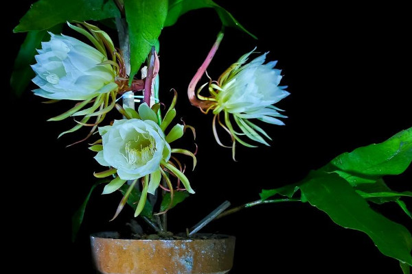 曇花如何養殖，土壤要富含腐殖質營養