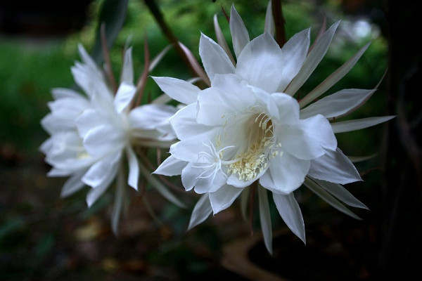 曇花如何養殖，土壤要富含腐殖質營養