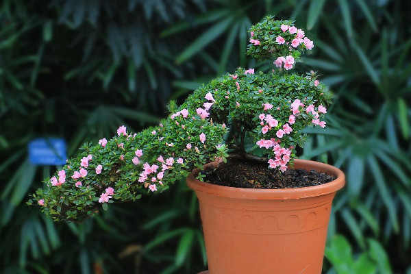 花盆不透氣能養花嗎