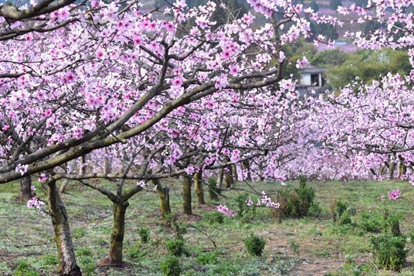 桃花具體什時(shí)候開