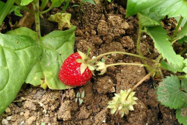 草莓移植后咋樣管理