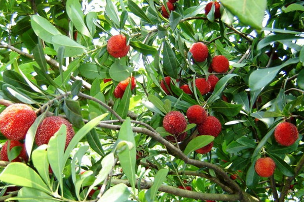 楊梅樹什么時候發芽