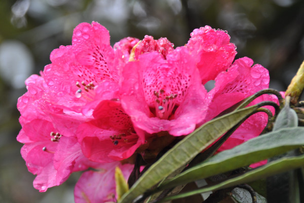 玫瑰花骨朵沒開就蔫掉