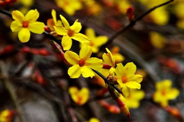 迎春花是完全花嗎