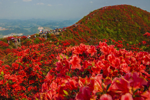 云霧山杜鵑花什么時候開