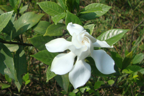 梔子花土里有白色蟲子