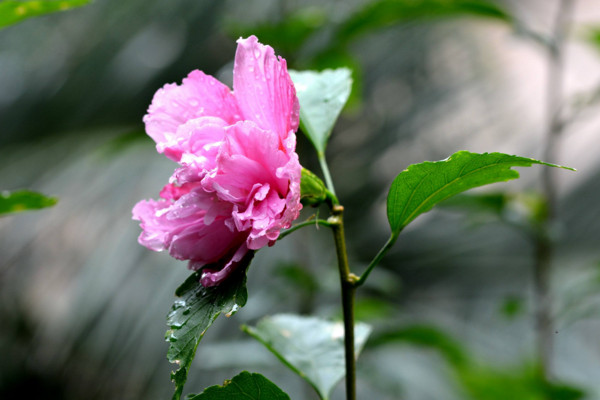 芙蓉花是荷花嗎