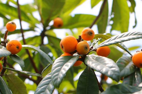 枇杷樹適合北方種植嗎