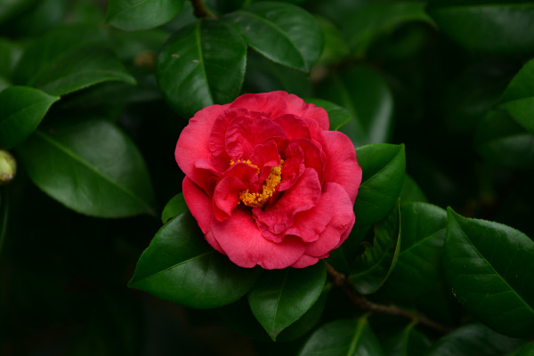 茶花什么時候開花