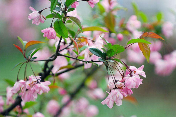 垂絲海棠什么時候開花