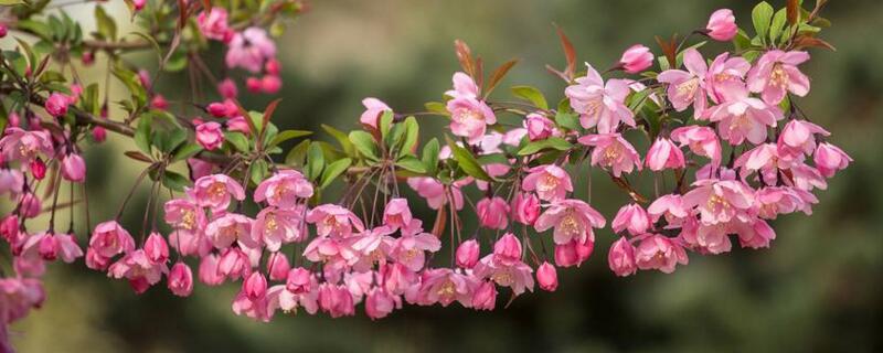 垂絲海棠什么時候開花