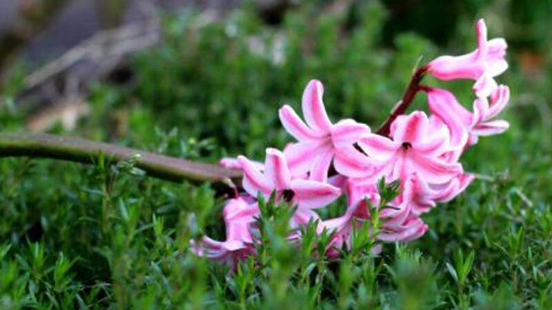 風信子花語