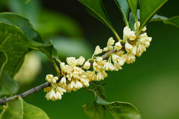 桂花盆栽怎么養