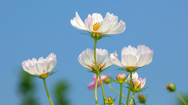 格桑花花語