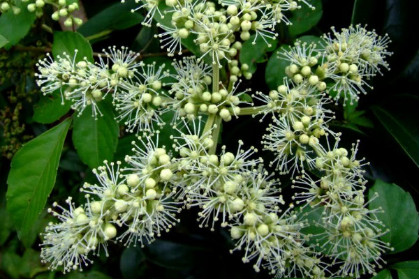 鵝掌藤會開花嗎