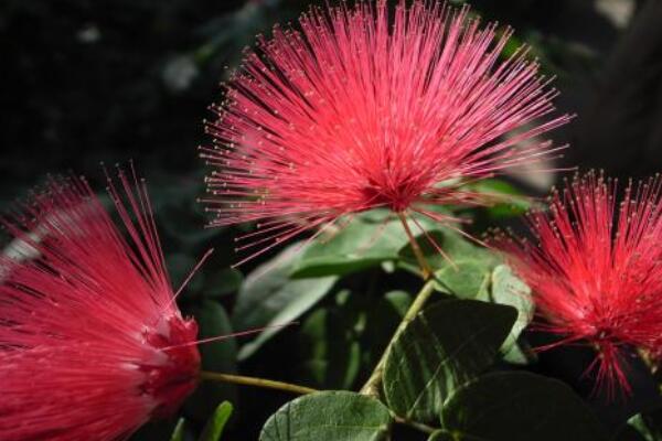 合歡花花語?