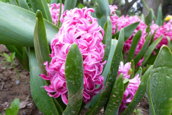 風信子開完花后怎么處理