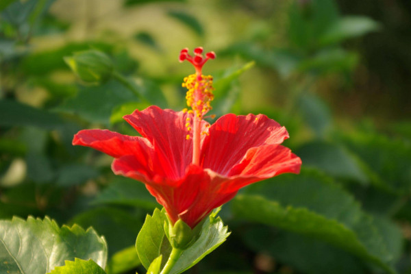 扶桑花什么時候修剪