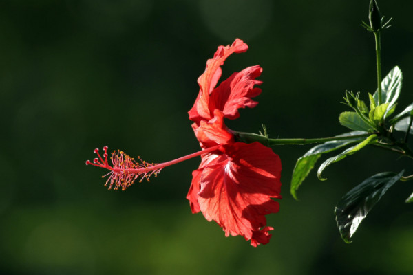 扶桑花修剪時間