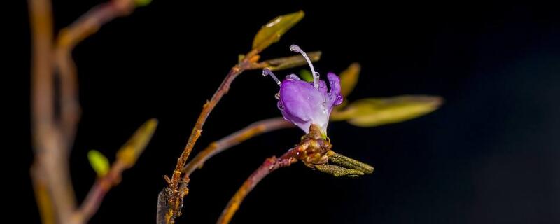 干枝杜鵑花怎么養