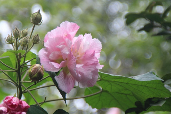 芙蓉花怎么養