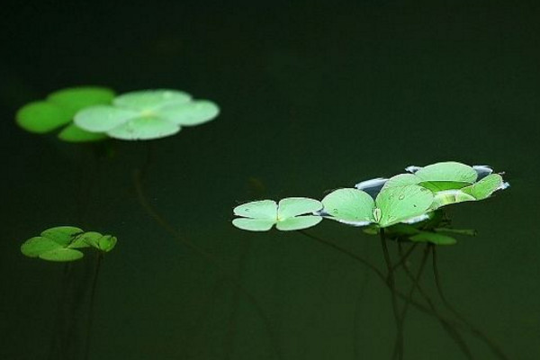 浮萍怎么養