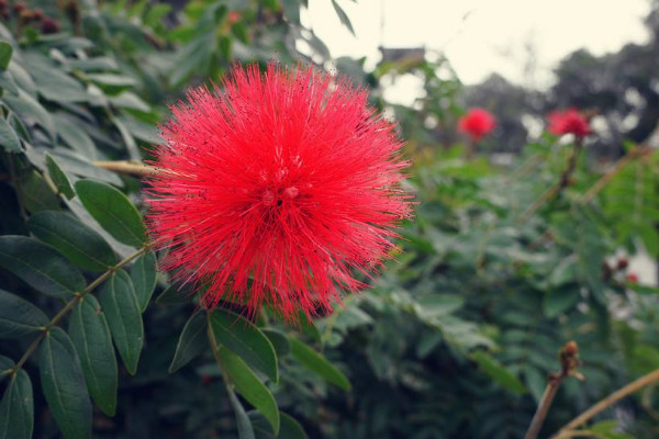 紅色蒲公英的花語