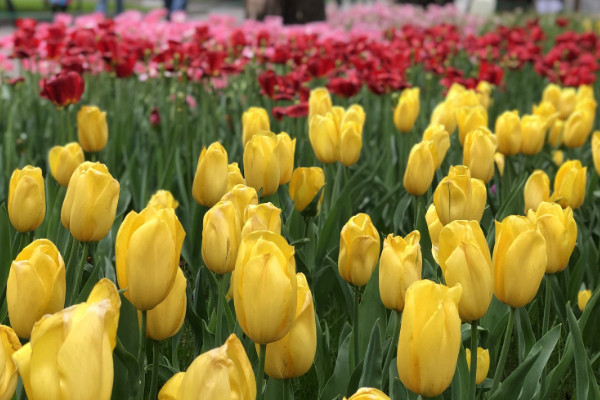 黃色郁金香花語