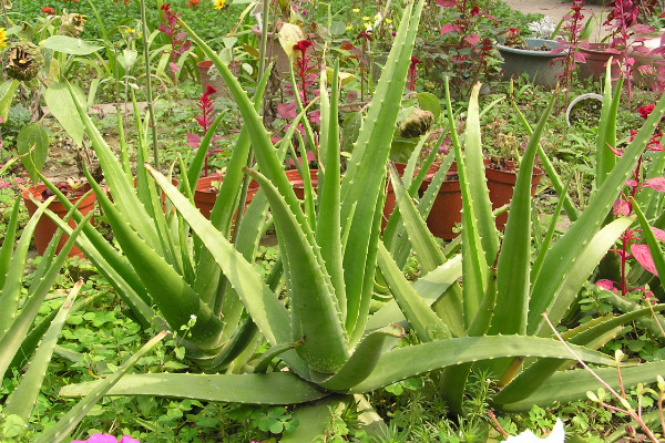 凈化空氣的室內(nèi)植物