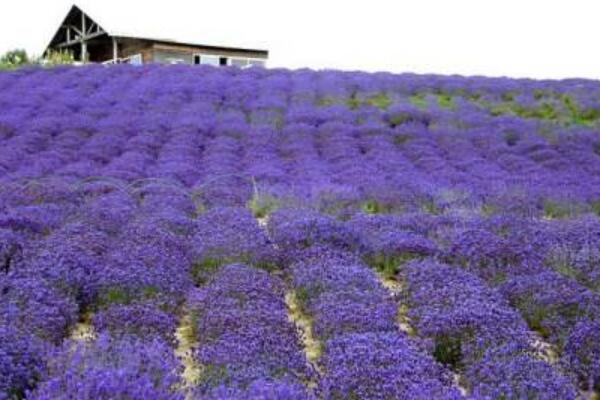 彌勒薰衣草幾月份開花