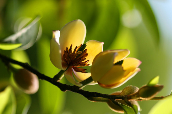 含笑花花語