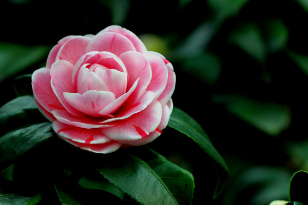 烈香茶花如何養殖