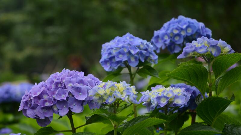 繡球花怎么養(yǎng)