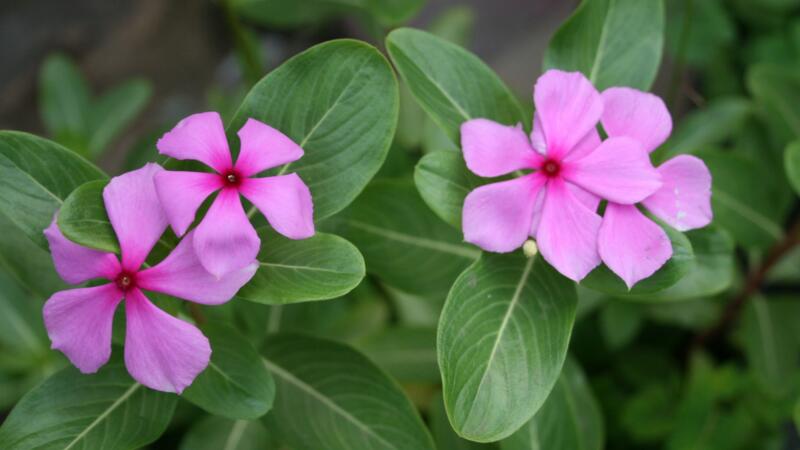 長春花的養殖方法