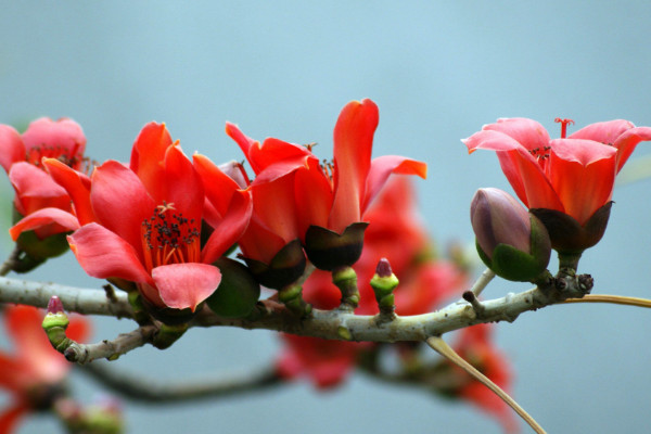 木棉花花語(yǔ)