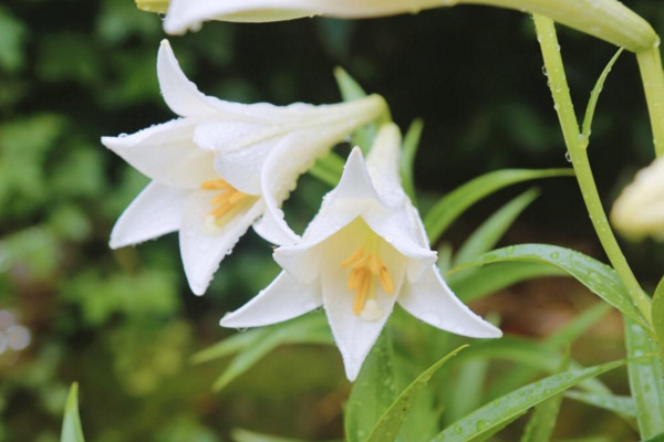 百合花花語