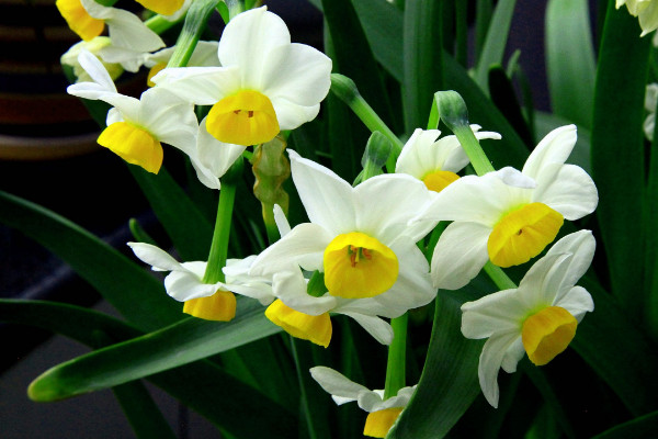 水仙花開過花后怎么辦